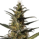 Candida (CD-1) (Medical Marijuana Genetics) feminized