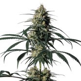 Hiydrow (HY-1) (Medical Marijuana Genetics) feminized