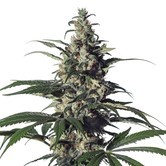 Green Doctor (GD-1) (Medical Marijuana Genetics) feminized