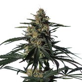 Nightingale (NN-1) (Medical Marijuana Genetics) feminized