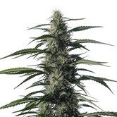 Txaki (TX-1) (Medical Marijuana Genetics) feminized