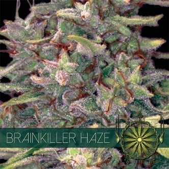 Brainkiller Haze (Vision Seeds) feminisiert