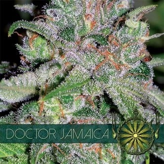 Doctor Jamaica (Vision Seeds) feminisiert