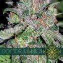 Doctor Jamaica (Vision Seeds) feminized