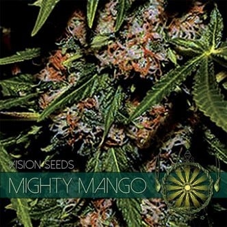 Mighty Mango Bud (Vision Seeds) feminisiert