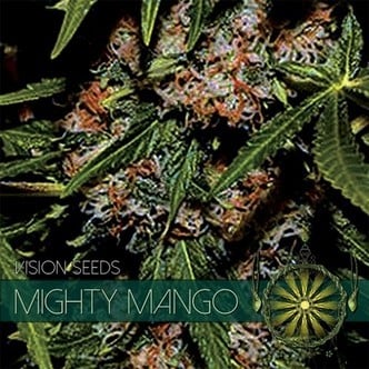 Mighty Mango Bud (Vision Seeds) feminized