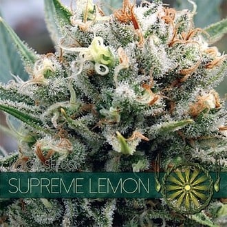 Supreme Lemon (Vision Seeds) feminisiert