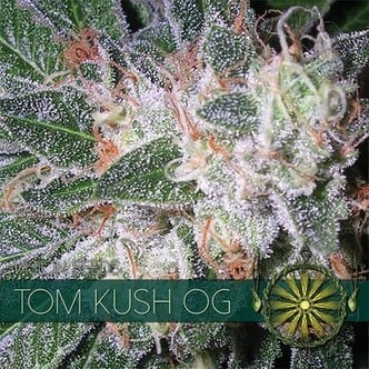 Tom Kush OG (Vision Seeds) Feminisiert