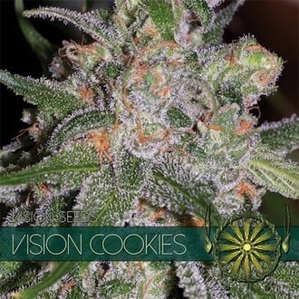Vision Cookies (Vision Seeds) feminisiert