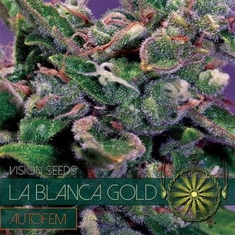 La Blanca Gold Autoflowering (Vision Seeds) feminized