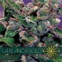 La Blanca Gold Autoflowering (Vision Seeds) feminisiert