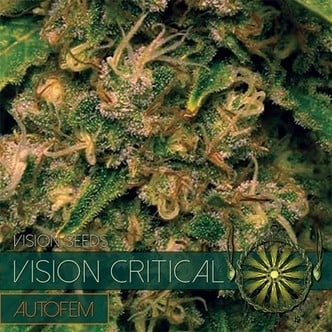 Vision Critical Autoflowering (Vision Seeds) feminisiert