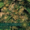 Vision Critical Autoflowering (Vision Seeds) feminized