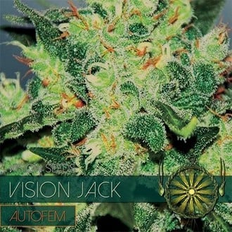 Vision Jack Autoflowering (Vision Seeds) feminisiert