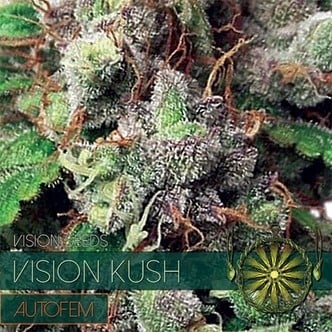 Vision Kush Autoflowering (Vision Seeds) feminisiert
