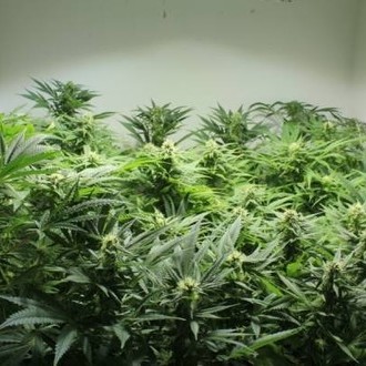 Nordle (Mr. Nice) regular