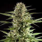 Cheesy Auto CBD (Philosopher Seeds) feminisiert