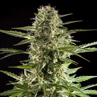 Cheesy Auto CBD (Philosopher Seeds) feminized