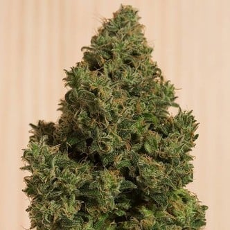 Blue Dream CBD (Humboldt Seeds) feminisiert