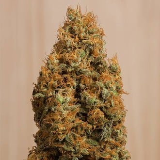 Green Crack CBD (Humboldt Seed Organization) feminisiert