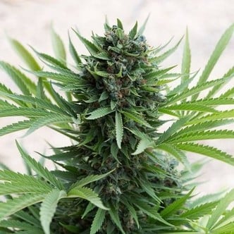 Sour Diesel Auto (Humboldt Seeds) feminized