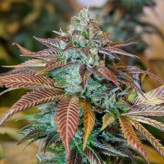 Lemon Kush Headband (Humboldt Seeds) feminized