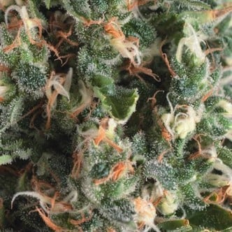 Auto Super OG Kush (Pyramid Seeds) feminized