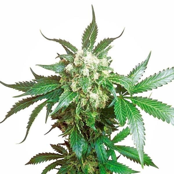 Black Domina Feminisiert (Dutch Passion)