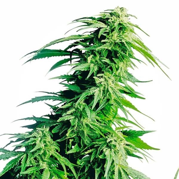 Strawberry Kush Feminisiert (Sensi Seeds)