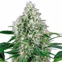 Pure Power Plant Automatic (White Label) feminized