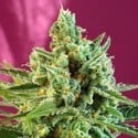 S.A.D. Sweet Afgani Delicious CBD (Sweet Seeds) feminisiert