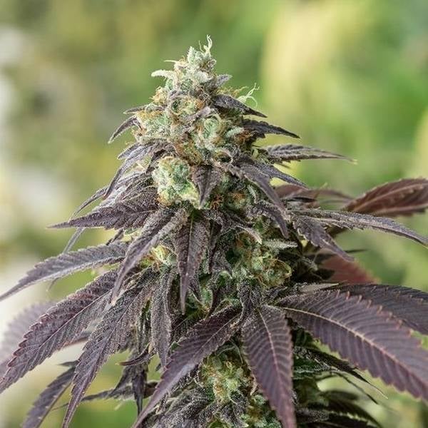707 Headband Feminisiert (Humboldt Seed Company)