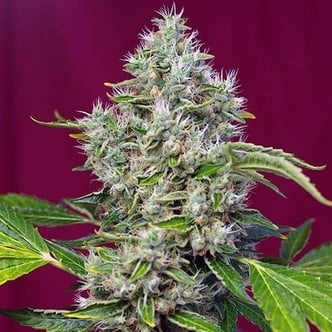 San Fernando Lemon Kush (Sweet Seeds) feminized