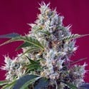 Indigo Berry Kush (Sweet Seeds) feminisiert