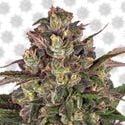 Peyote Critical (Barney's Farm) Feminisiert