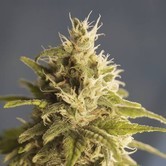 GG1 (House of the Great Gardener) feminized