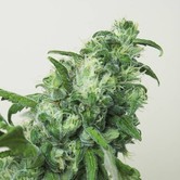 Digweed (House of the Great Gardener) feminized