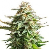 Pineapple Kush (Zativo Seeds) feminized