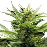 Sour Diesel  (Zativo Seeds)