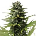 Blue Haze (Zativo Seeds) feminisiert