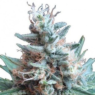 Sweet Candy (Zativo Seeds) feminisiert