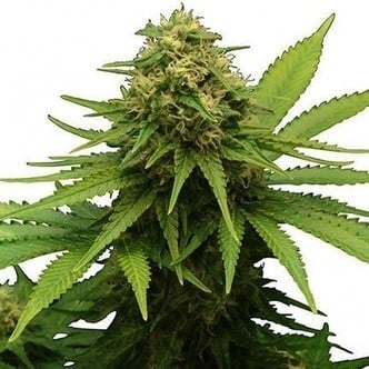 Critical (Zativo Seeds) feminized