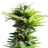 Super Silver Haze (Zativo Seeds) feminized