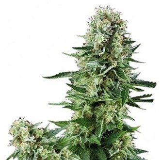 White Widow (Zativo Seeds) feminisiert