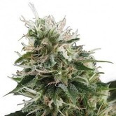 Kalashnikov (Zativo Seeds) feminized