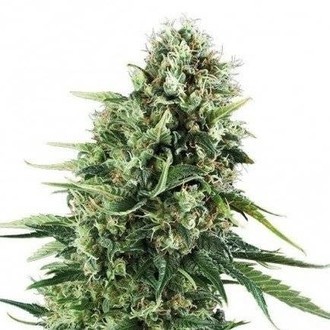 Chocolate Haze (Zativo Seeds) feminisiert