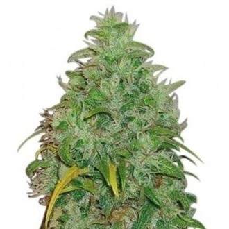 Original Skunk (Zativo Seeds) feminized