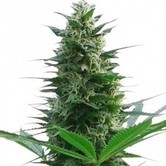Cheese (Zativo Seeds) feminized