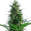 Cheese (Zativo Seeds) feminized