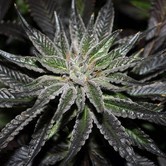 The OX (Rare Dankness) regular